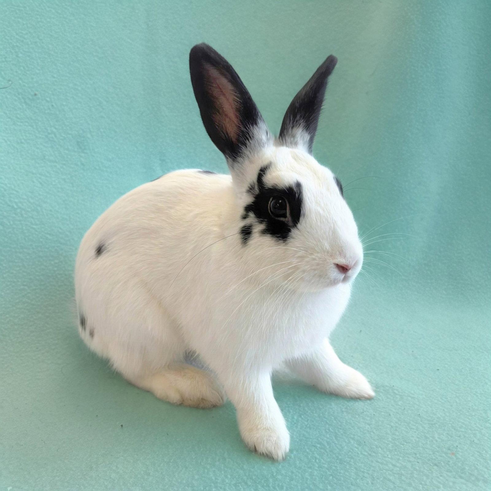 Spotty, Adoptable, Young Male Bunny Rabbit.