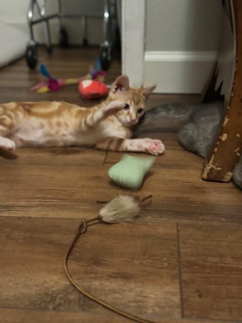 Pollux — thumbnail 3