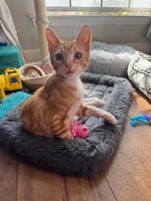 Pollux — thumbnail 4