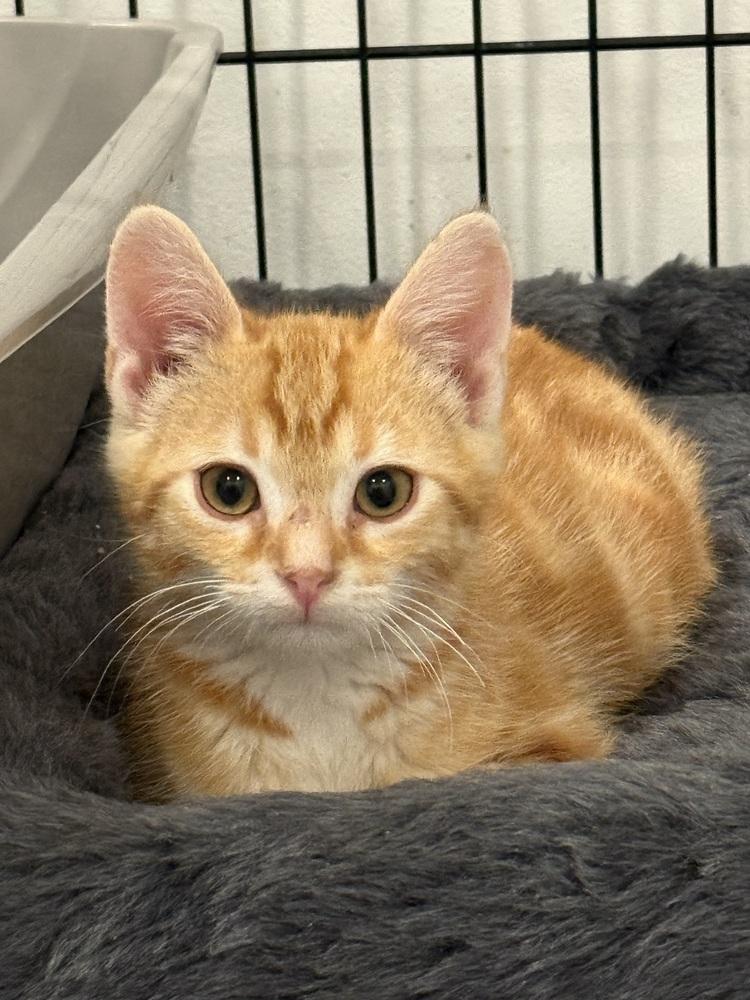 Pollux — thumbnail 5