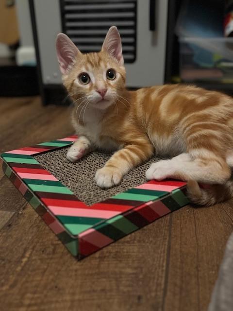 Pollux — thumbnail 6