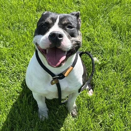 Enlarge Laney, a ADOPTABLE Mixed Breed in Dubuque, IA image 3/3
