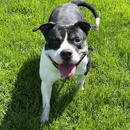 Enlarge Laney, a ADOPTABLE Mixed Breed in Dubuque, IA image 2/3