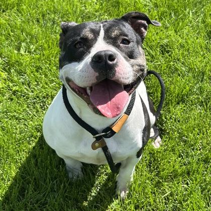 Laney, ADOPTABLE, Young Female Mixed Breed.
