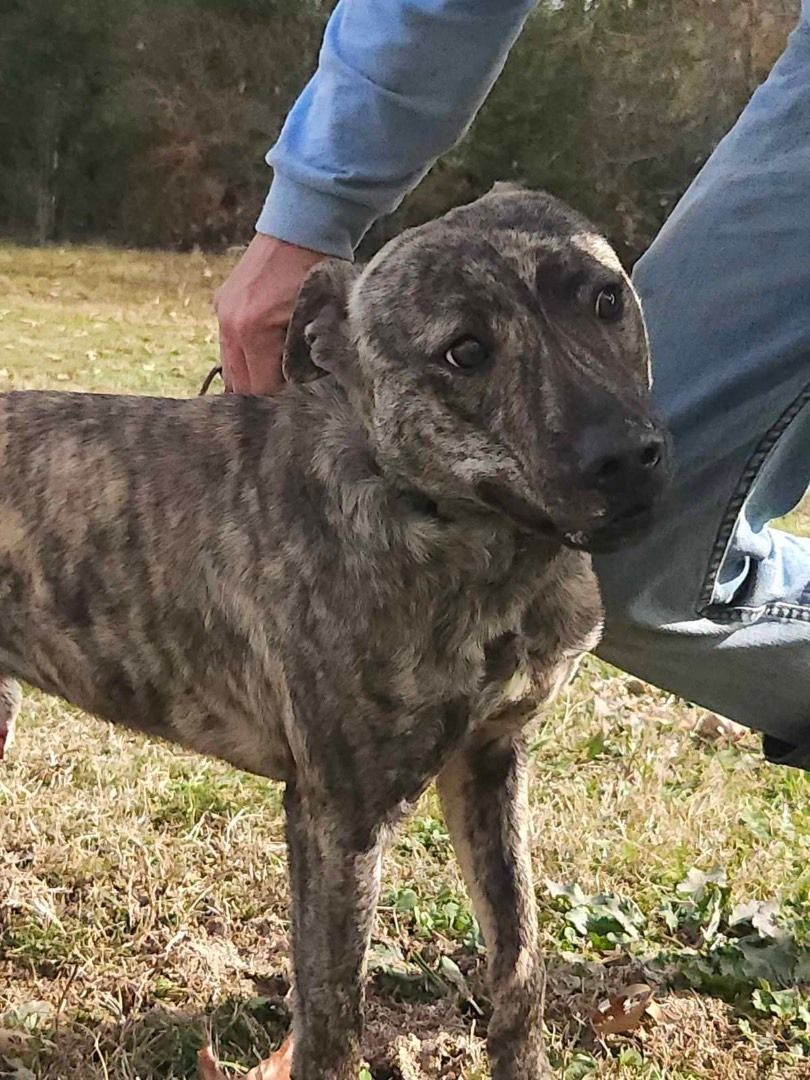 Trooper, Adoptable, Young Male Plott Hound.