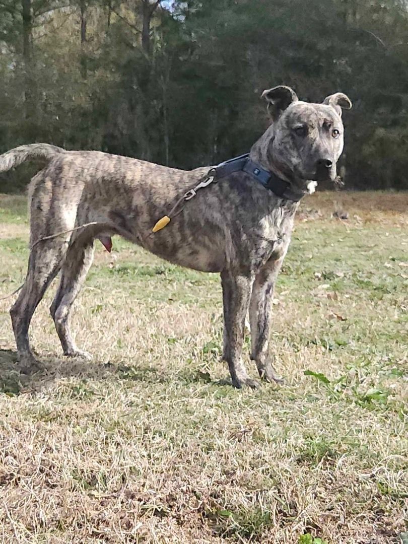 Enlarge Trooper, a Adoptable mixed breed in Ville platte, LA image 3/3