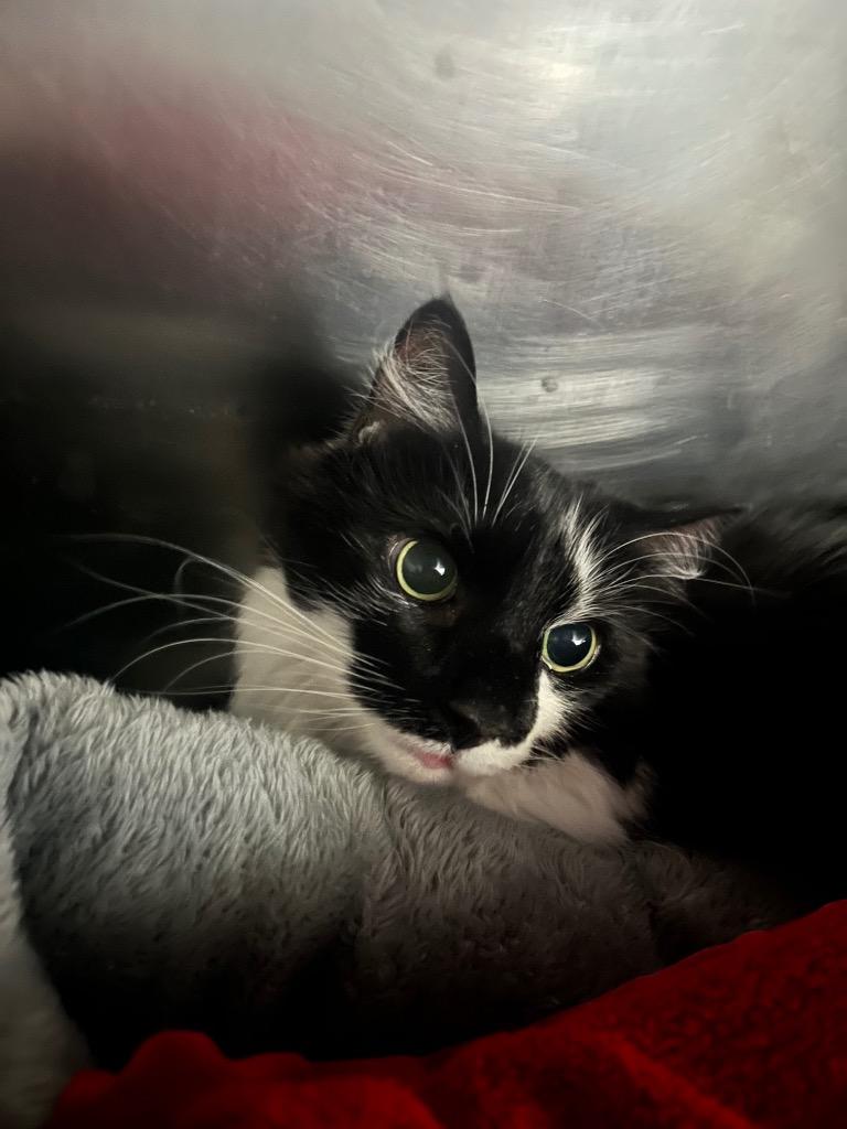 Chloe, Adoptable, Senior Female Domestic Long Hair.