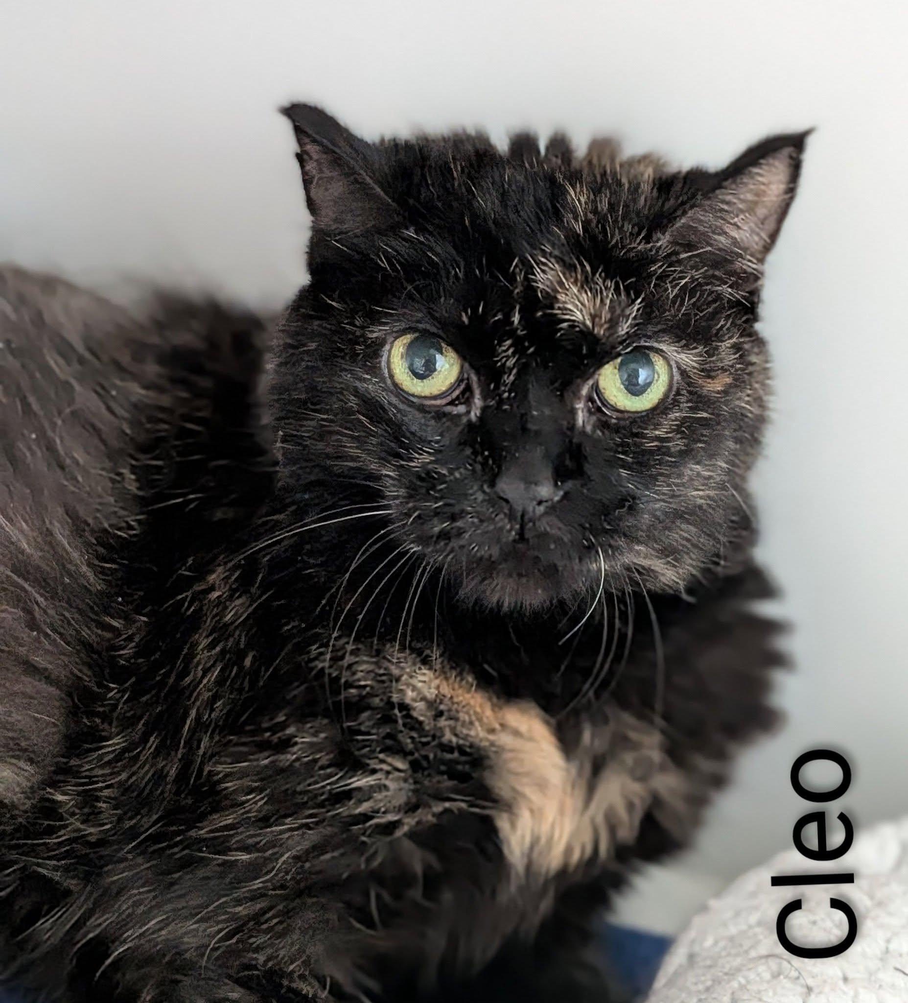 Cleo, ADOPTABLE, Adult Female Domestic Short Hair.
