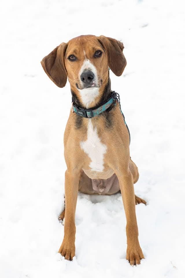Enlarge Nico - Calm Boy, a Adopted American Foxhound in North Bay, ON image 2/4