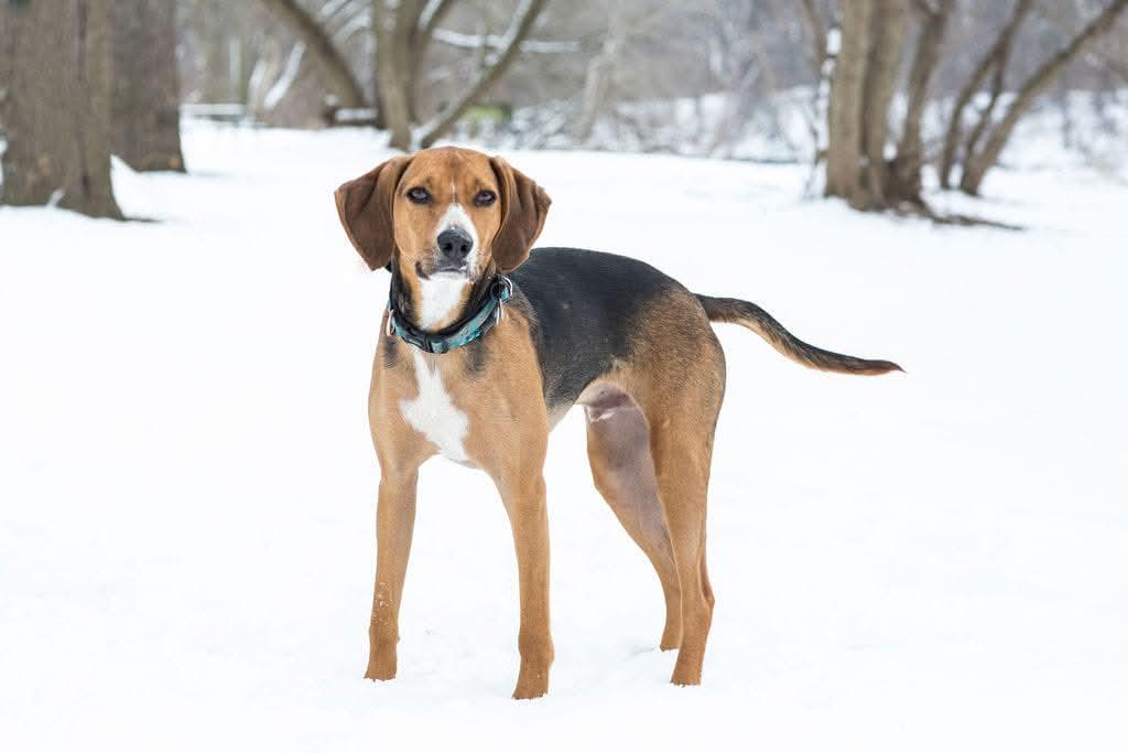 Enlarge Nico - Calm Boy, a Adopted American Foxhound in North Bay, ON image 4/4