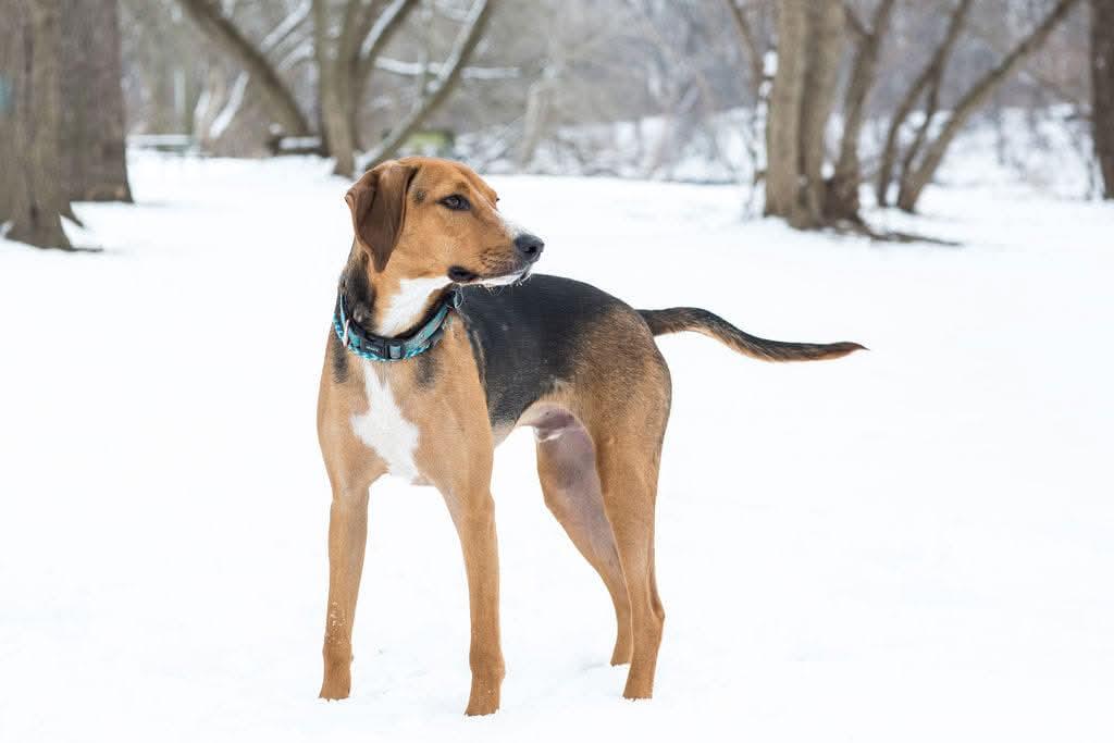 Enlarge Nico - Calm Boy, a Adopted American Foxhound in North Bay, ON image 3/4