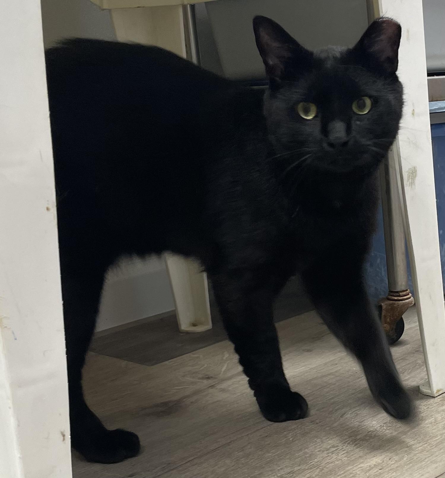 Licorice photo 4