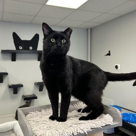 Licorice, Adult Male unknown