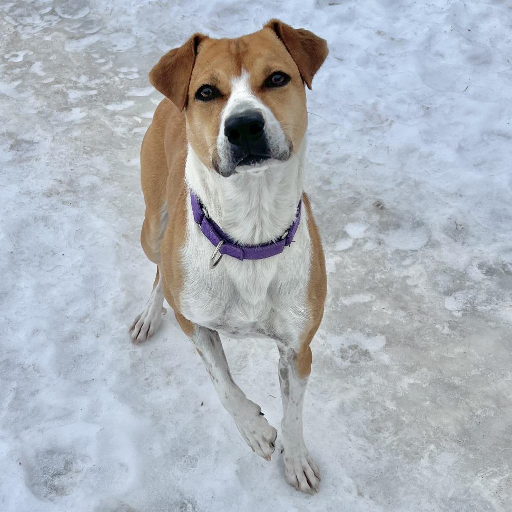 Enlarge Clementine, a Adoptable mixed breed in Wadena, MN image 1/6