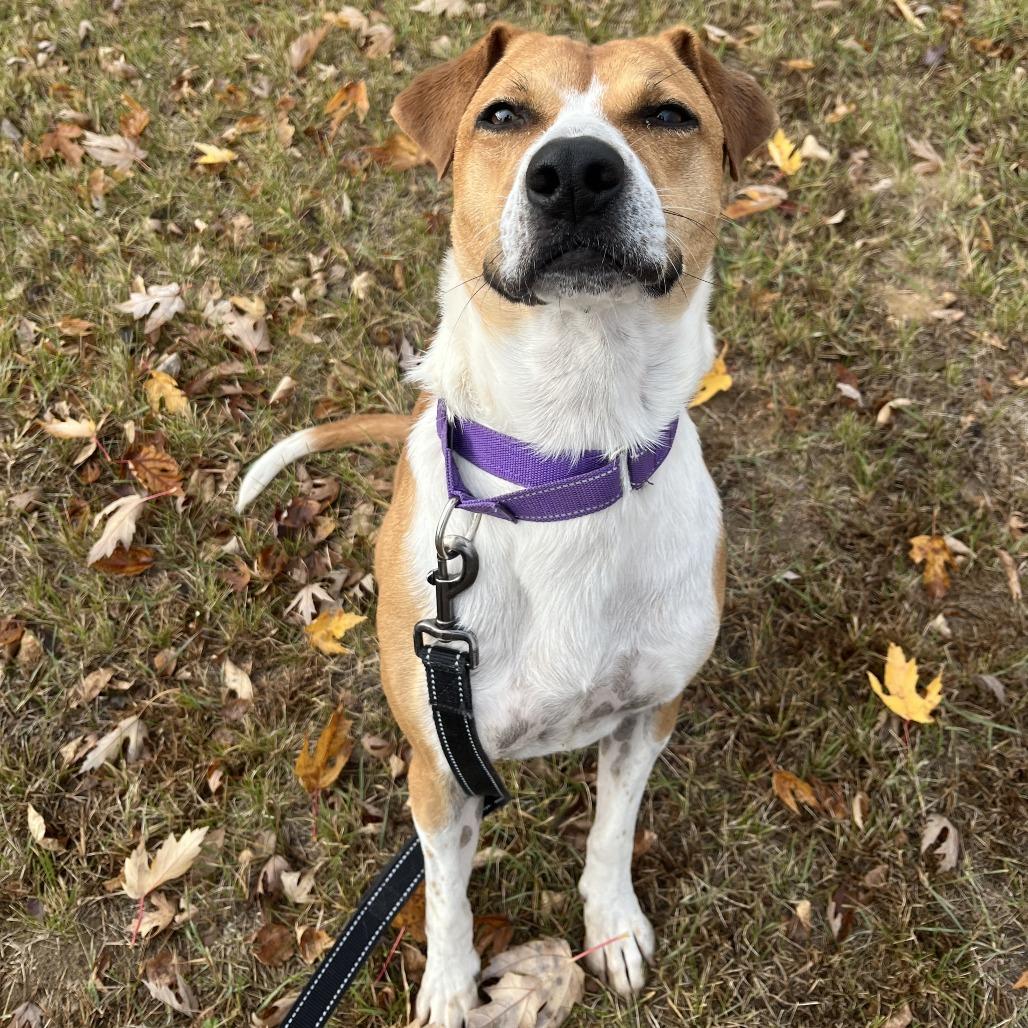 Clementine, Adoptable, Adult Female Jack Russell Terrier & Labrador Retriever.