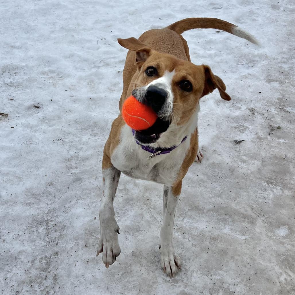 Enlarge Clementine, a Adoptable mixed breed in Wadena, MN image 3/6