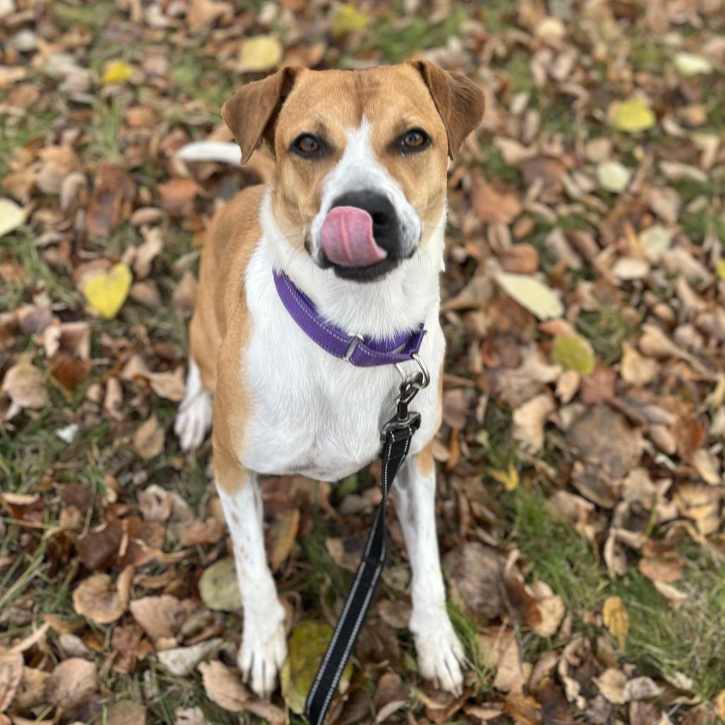 Enlarge Clementine, a Adoptable mixed breed in Wadena, MN image 4/6