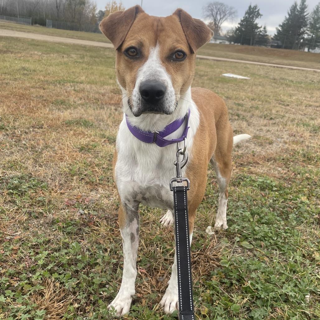 Enlarge Clementine, a Adoptable mixed breed in Wadena, MN image 5/6