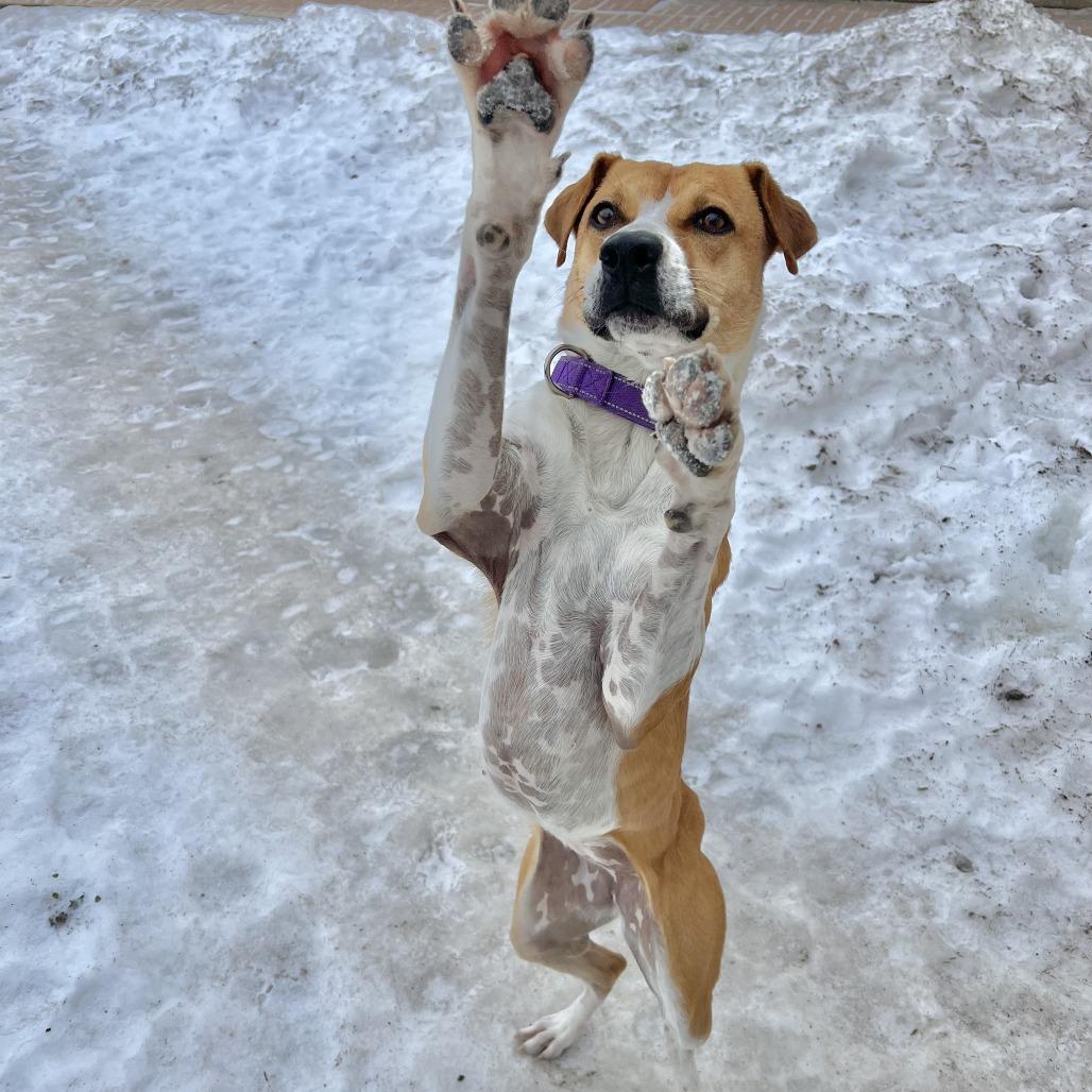 Enlarge Clementine, a Adoptable mixed breed in Wadena, MN image 6/6