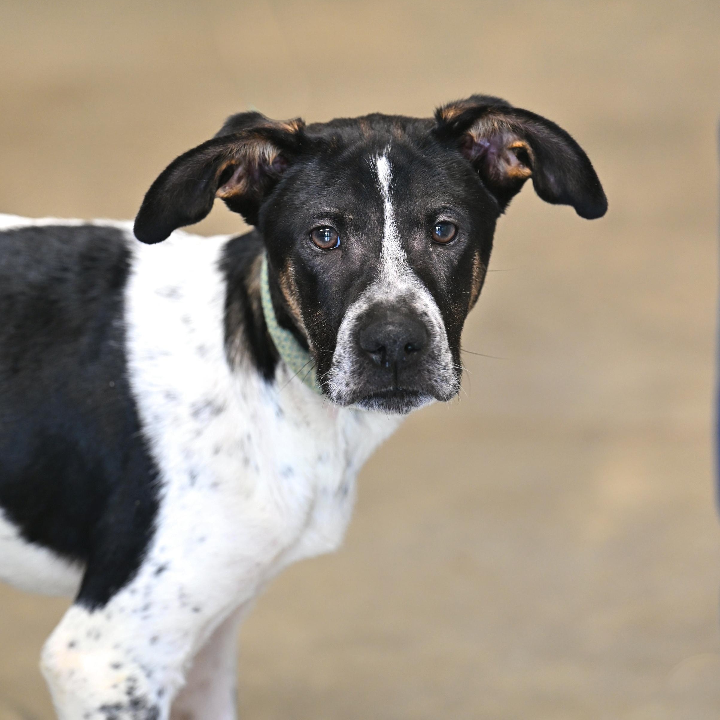 Enlarge Robbie, a Adoptable mixed breed in Hot Springs, AR image 1/1
