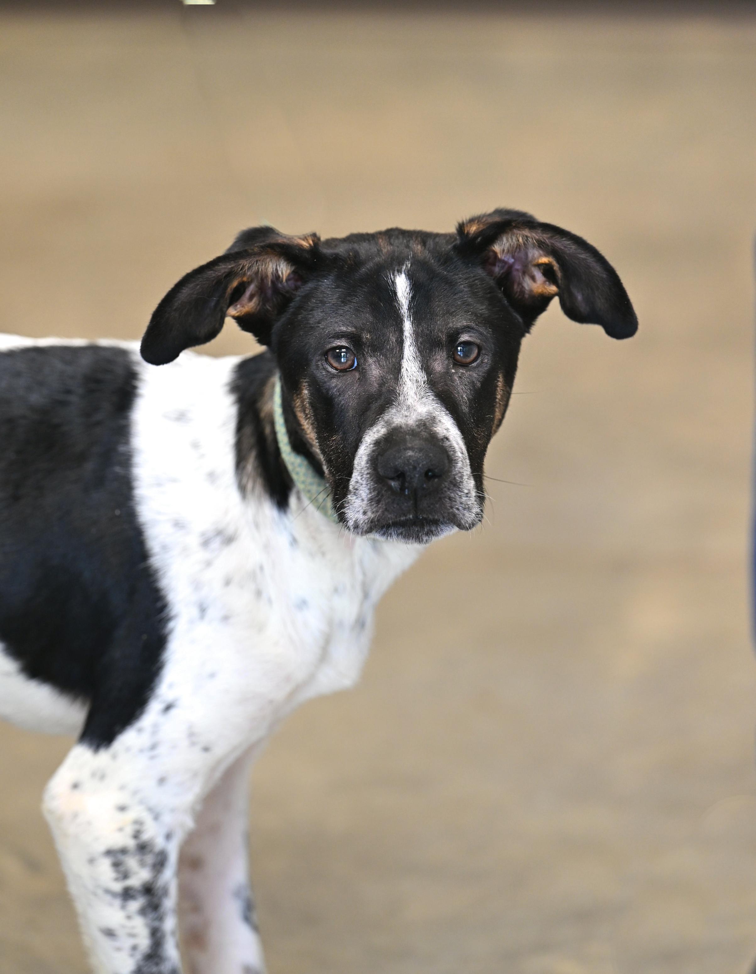 Enlarge Robbie, a Adoptable mixed breed in Hot Springs, AR image 1/1