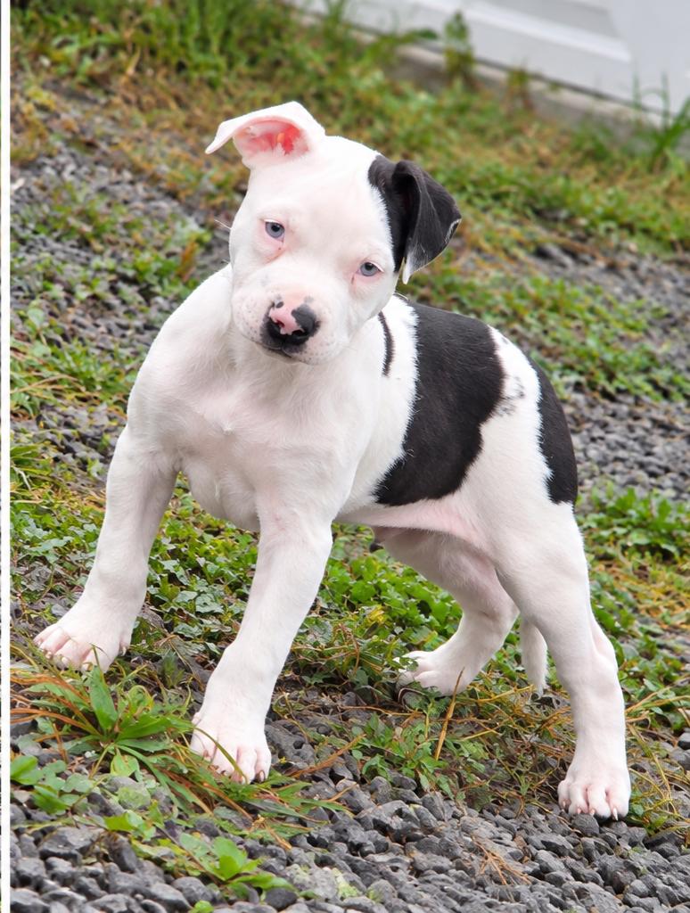 Enlarge Graham, a Adoptable mixed breed in Shinnston, WV image 2/4