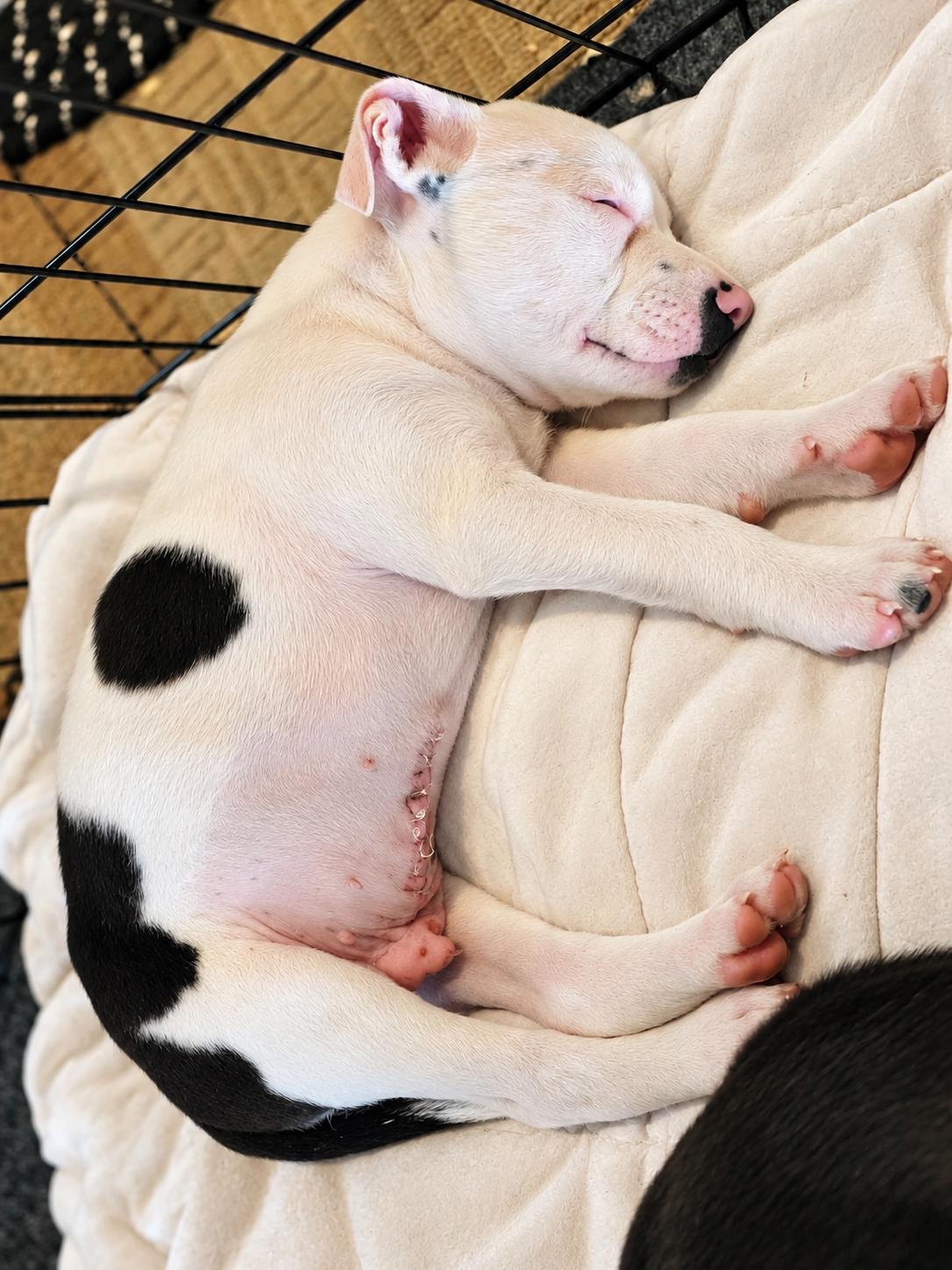 Enlarge Graham, a Adoptable mixed breed in Shinnston, WV image 3/4