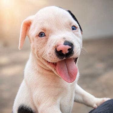 Graham, Adoptable, Puppy Male Pit Bull Terrier.