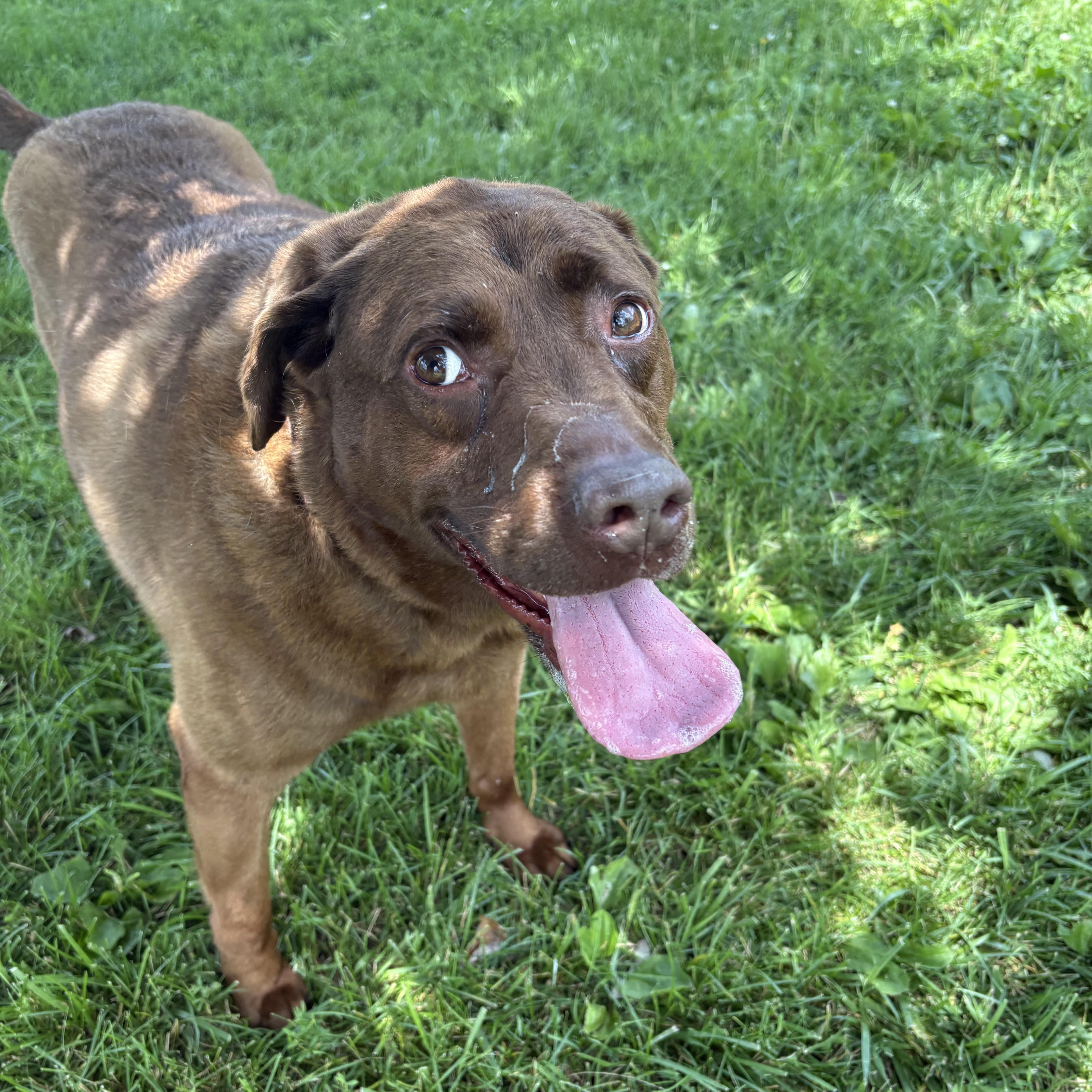 Luna, ADOPTABLE, Adult Female Mixed Breed & Chocolate Labrador Retriever.