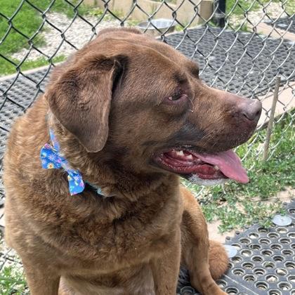 Enlarge Luna, a ADOPTABLE mixed breed in Dubuque, IA image 1/1