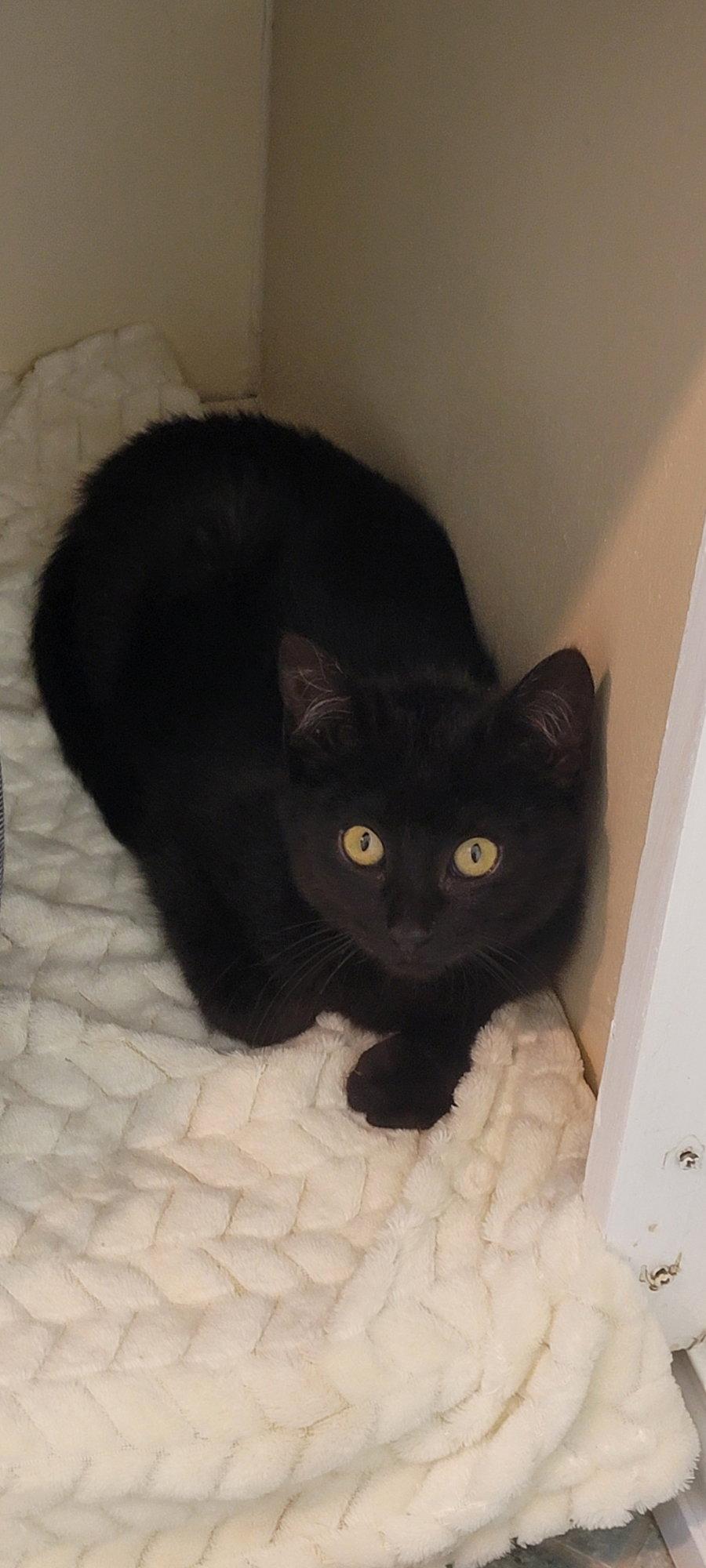 Enlarge Ambrose, a Adoptable Domestic Short Hair in Arlington, TX image 1/3