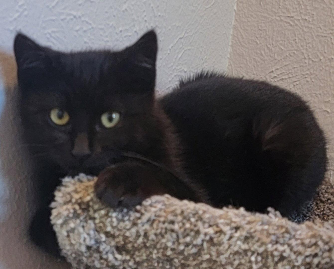 Enlarge Ambrose, a Adoptable Domestic Short Hair in Arlington, TX image 2/3