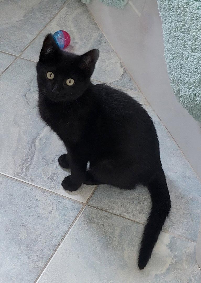 Enlarge Ambrose, a Adoptable Domestic Short Hair in Arlington, TX image 3/3