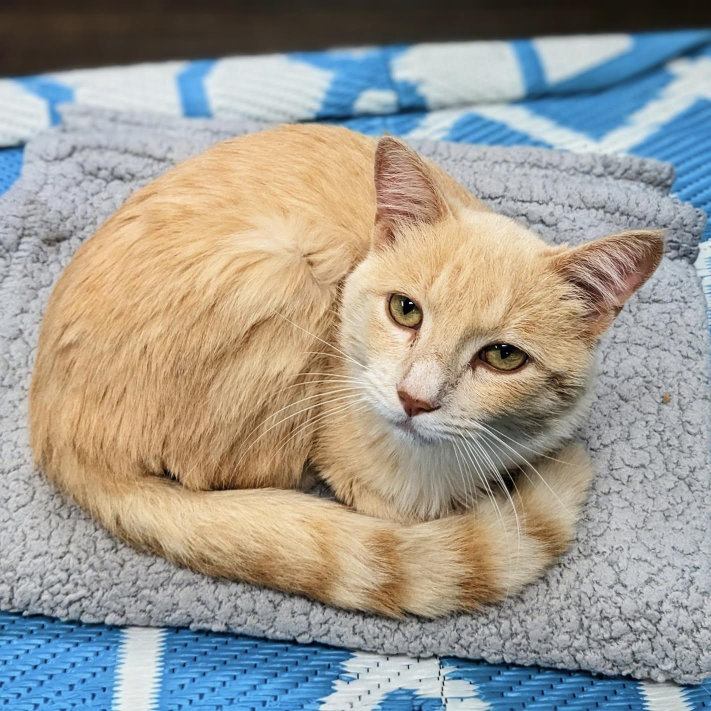 Enlarge Damian, a Adoptable Domestic Short Hair in Bentonville, AR image 1/1