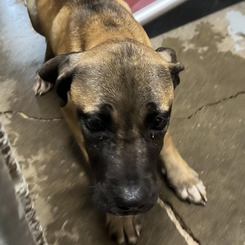 Rihanna, Adoptable, Puppy Female Mixed Breed.