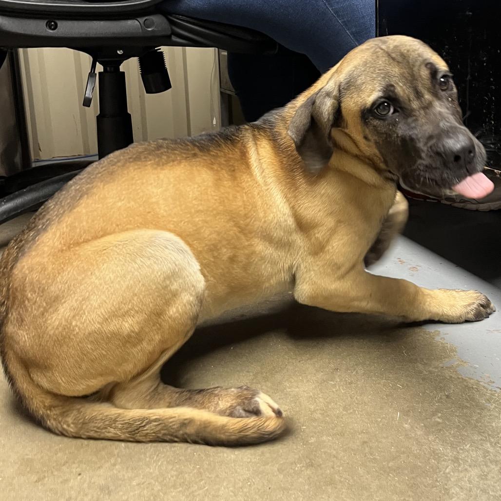 Enlarge Rihanna, a Adoptable Mixed Breed in Pauls Valley, OK image 2/2