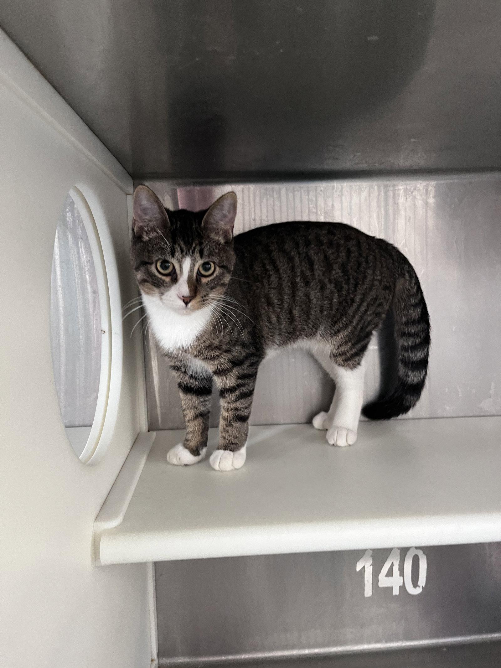 Enlarge Sammy, a Adoptable mixed breed in Carrollton, GA image 3/3