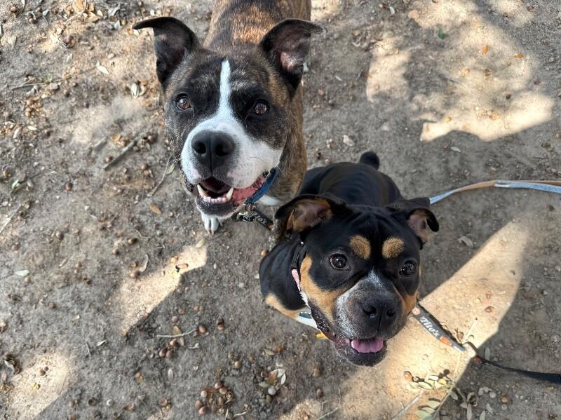 Iris Moon — thumbnail 4