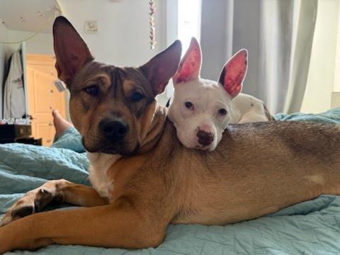 Enlarge Mirabelle, a ADOPTABLE mixed breed in Oswego, IL image 2/6
