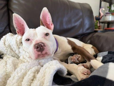 Enlarge Mirabelle, a ADOPTABLE mixed breed in Oswego, IL image 5/6