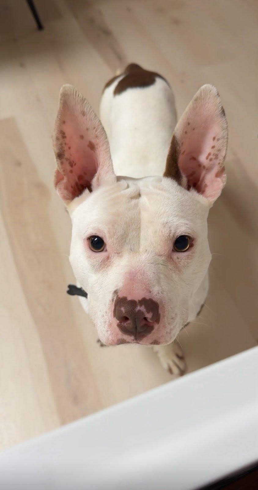 Enlarge Mirabelle, a ADOPTABLE mixed breed in Oswego, IL image 6/6