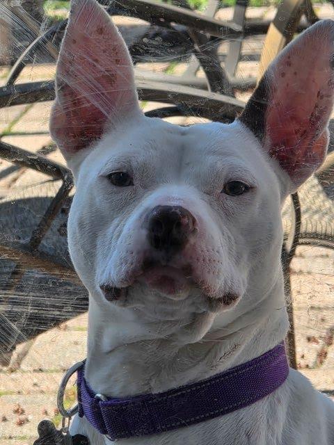 Enlarge Mirabelle, a ADOPTABLE mixed breed in Oswego, IL image 4/6