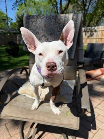 Mirabelle, ADOPTABLE, Young Female Pit Bull Terrier.