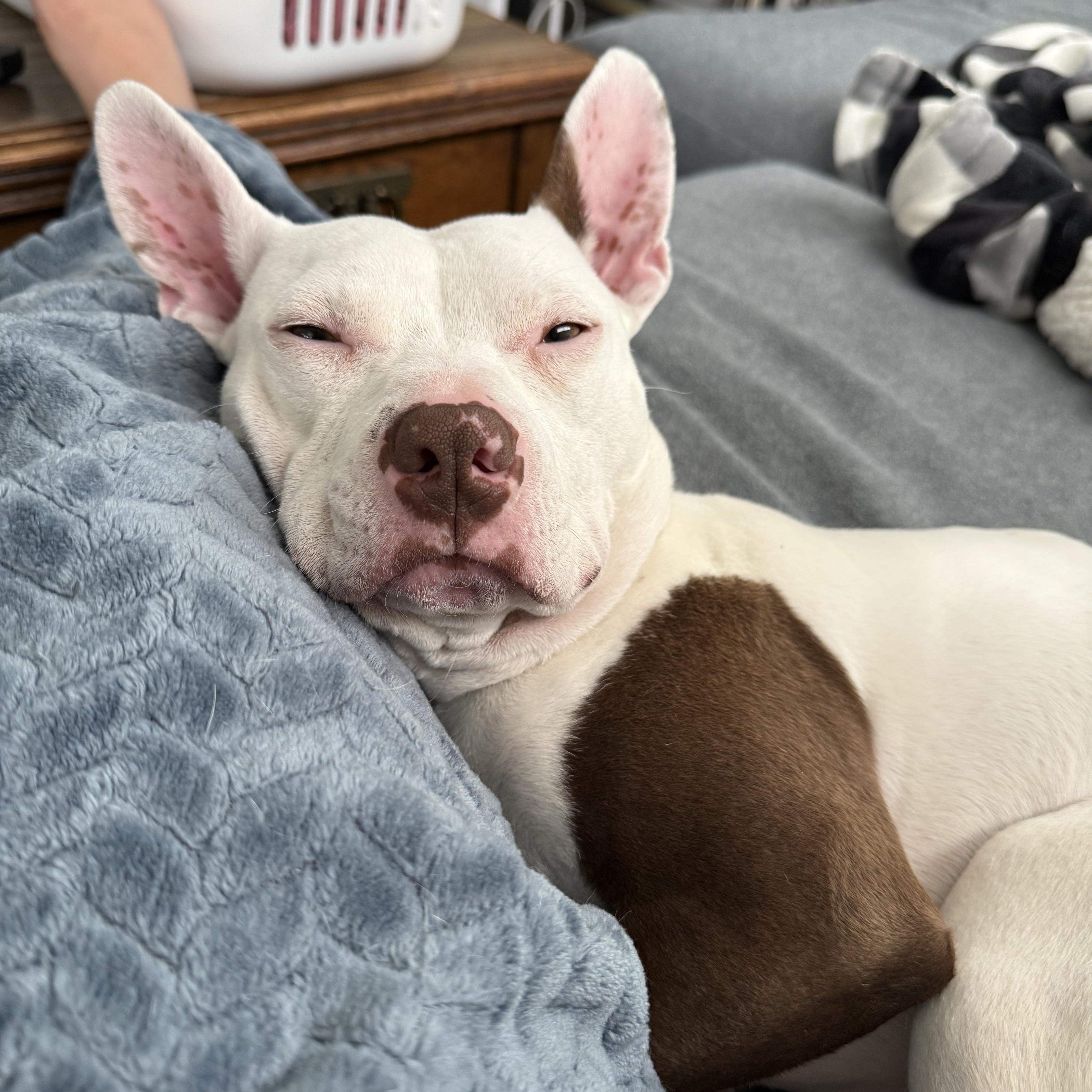 Enlarge Mirabelle, a ADOPTABLE mixed breed in Oswego, IL image 3/6