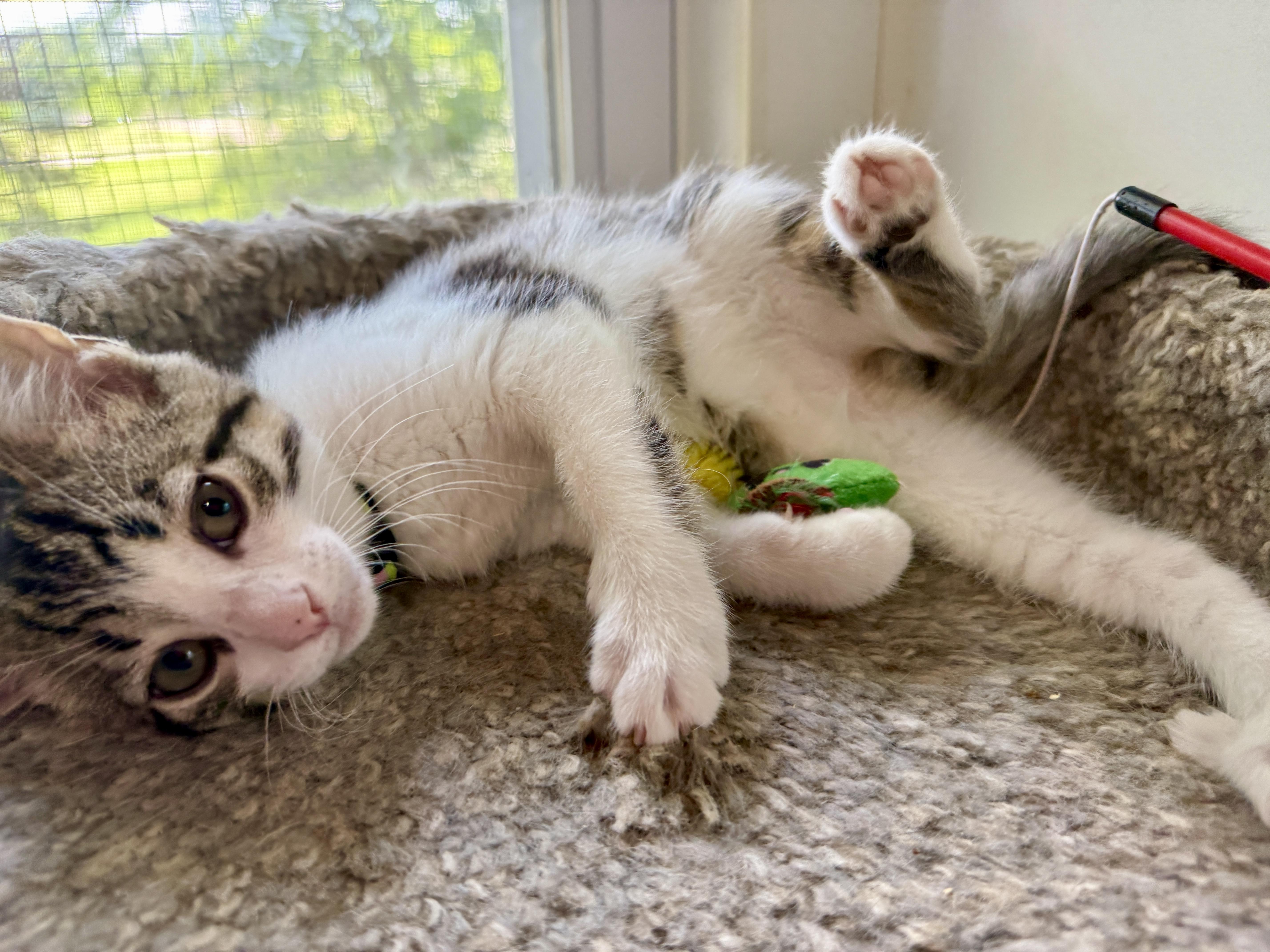 Enlarge Rik, a Adoptable Domestic Short Hair in Ashland, OH image 4/5