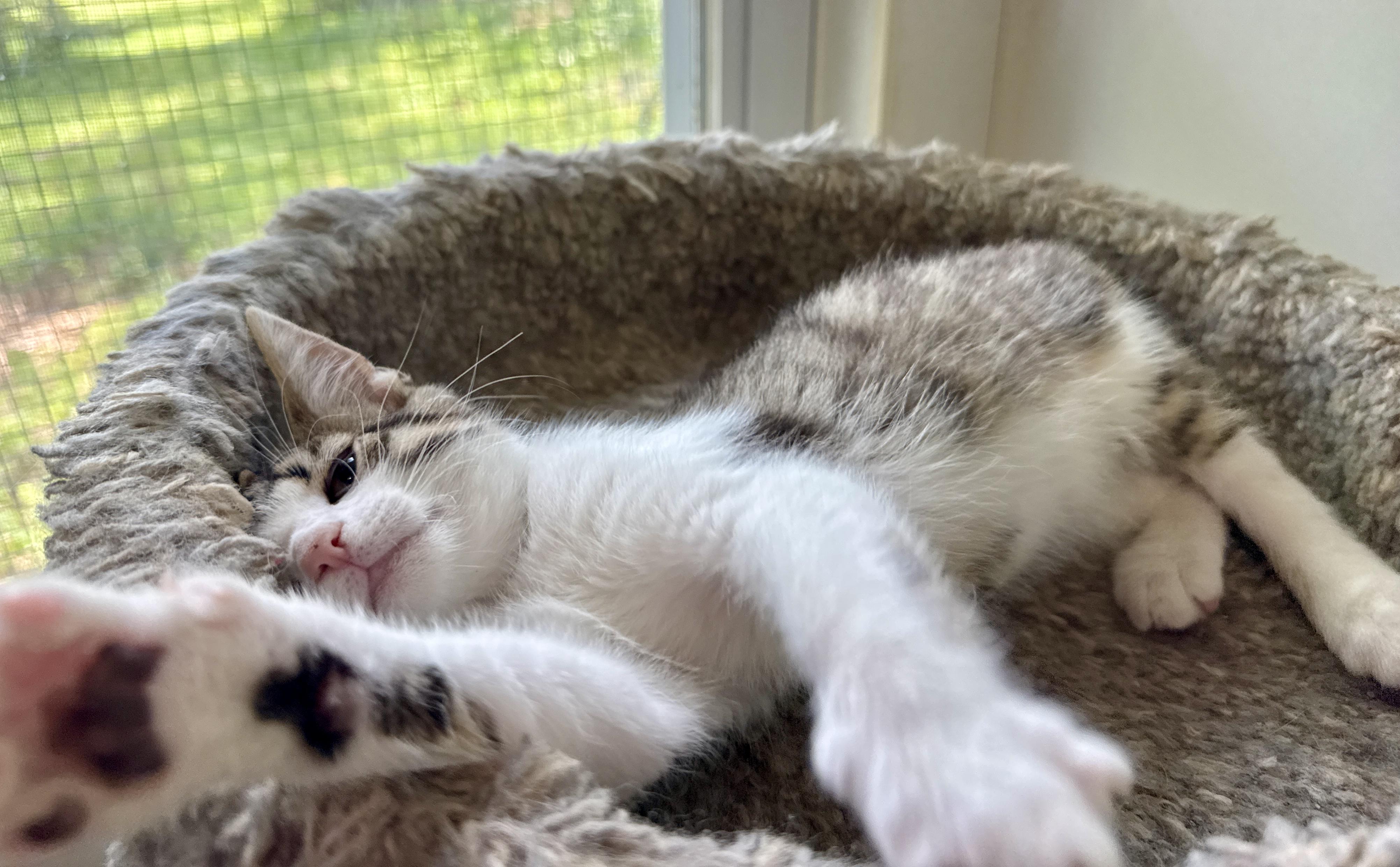 Enlarge Rik, a Adoptable Domestic Short Hair in Ashland, OH image 5/5