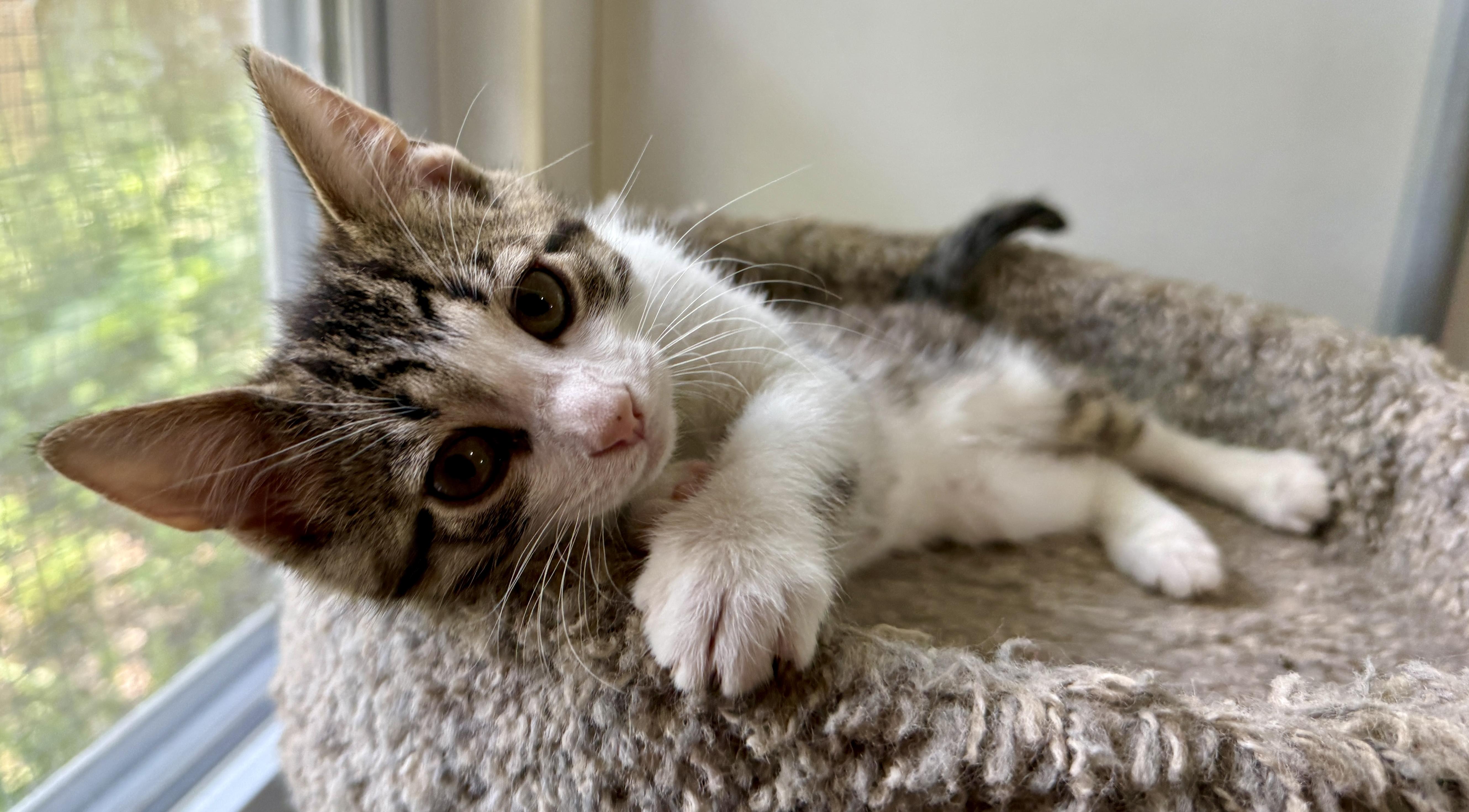 Rik, Adoptable, Kitten Male Domestic Short Hair.