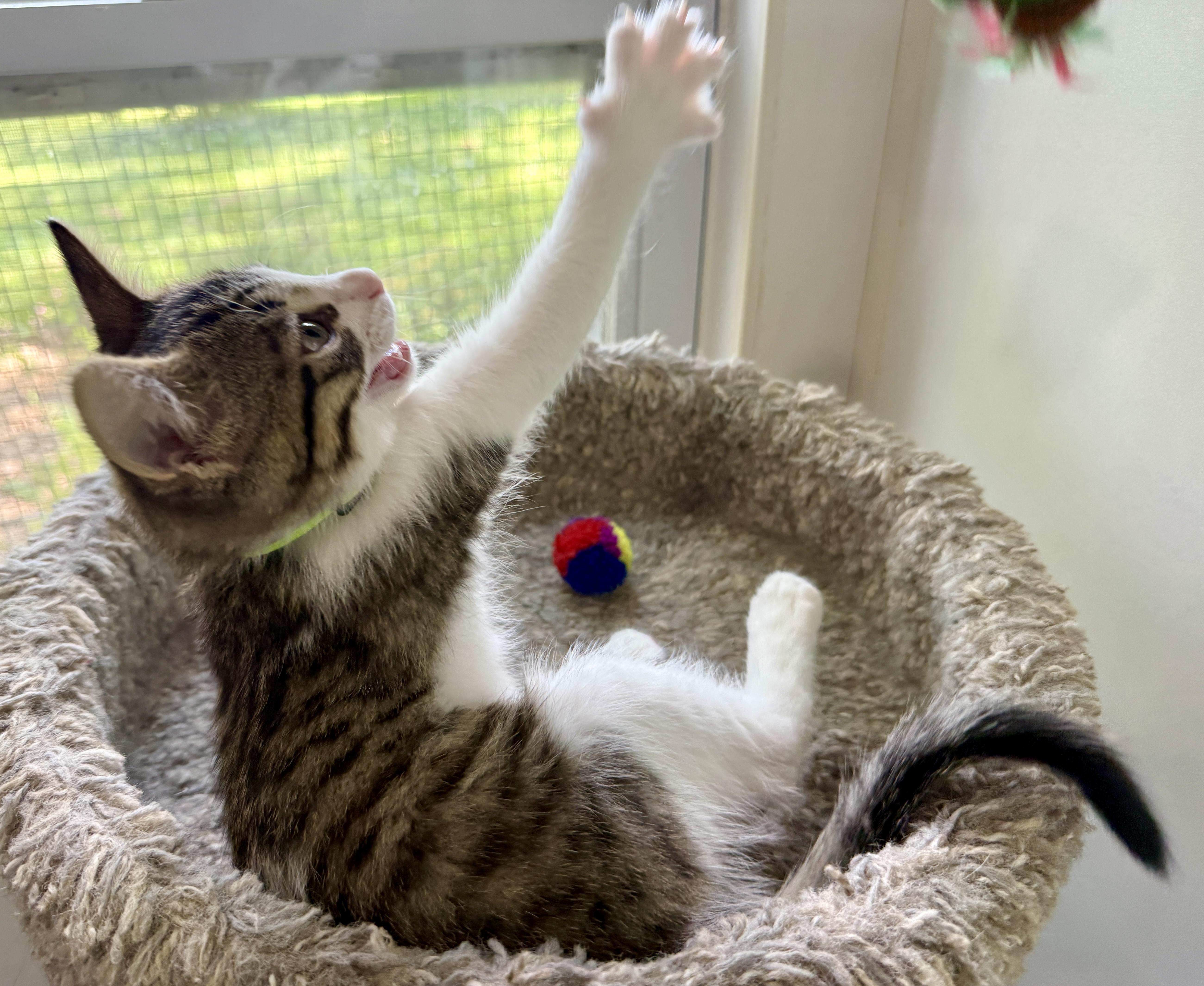 Enlarge Rik, a Adoptable Domestic Short Hair in Ashland, OH image 2/5