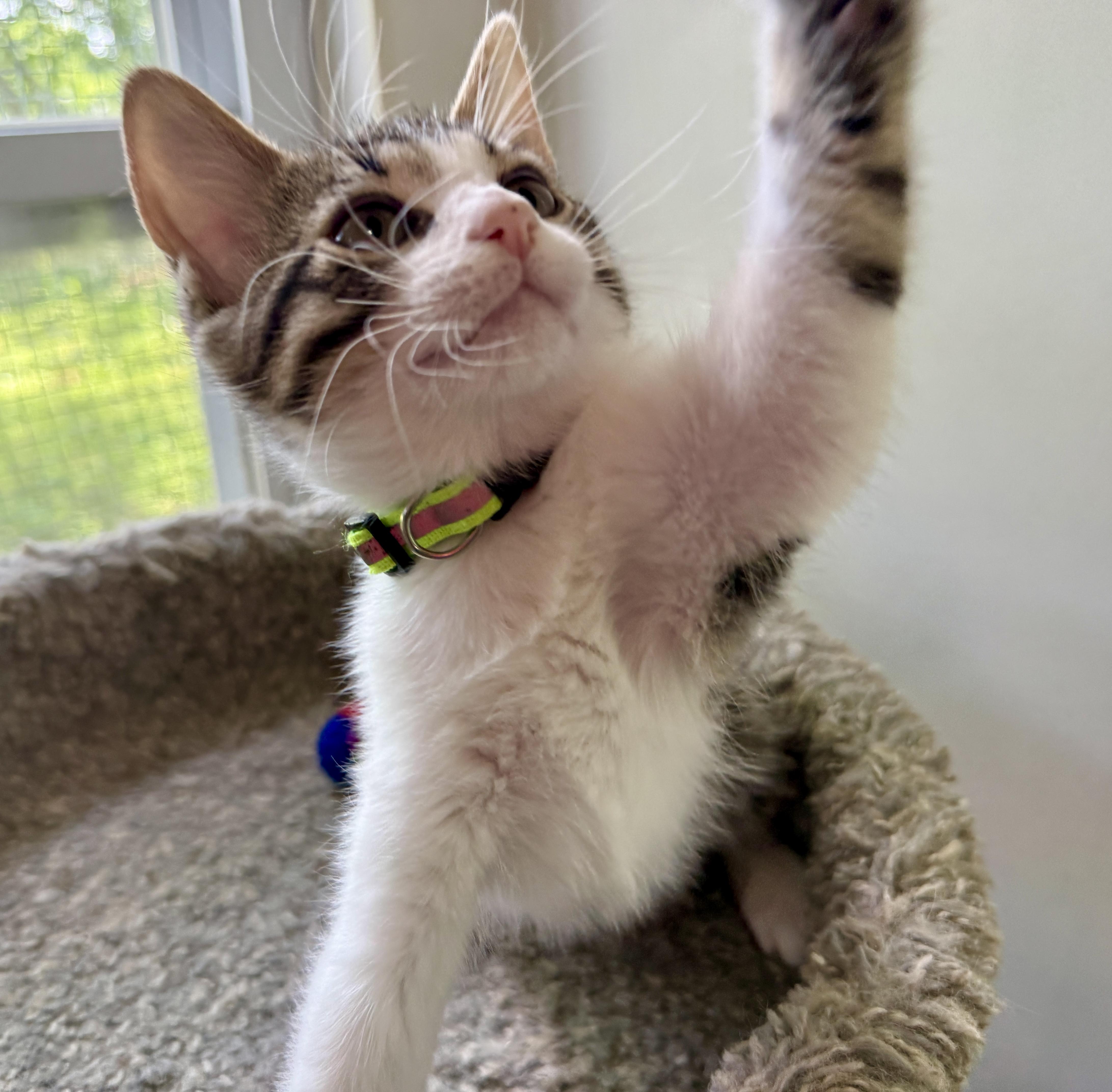 Enlarge Rik, a Adoptable Domestic Short Hair in Ashland, OH image 3/5