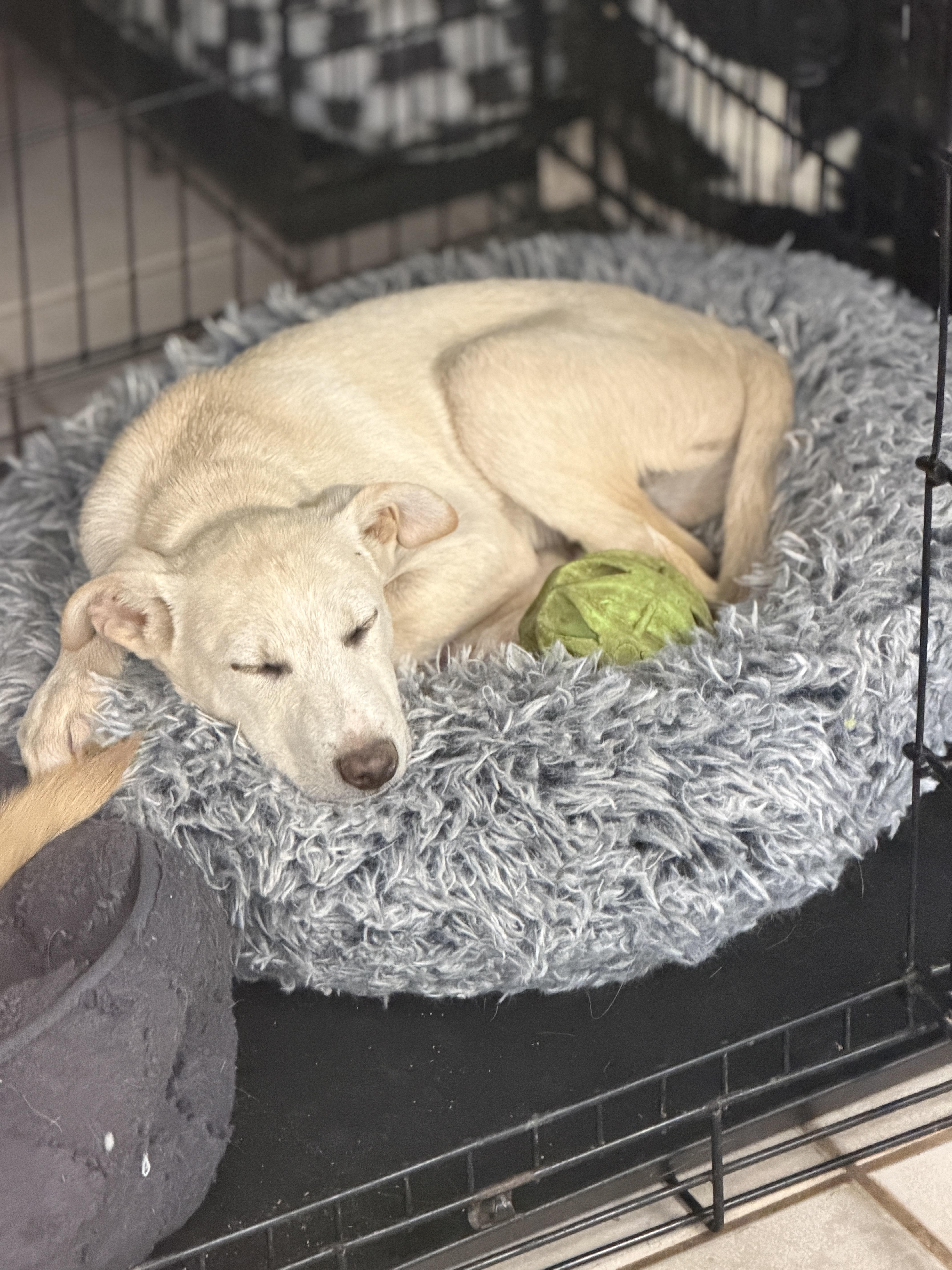 Wesley, a ADOPTABLE mixed breed in Gilbert, AZ image 6/6